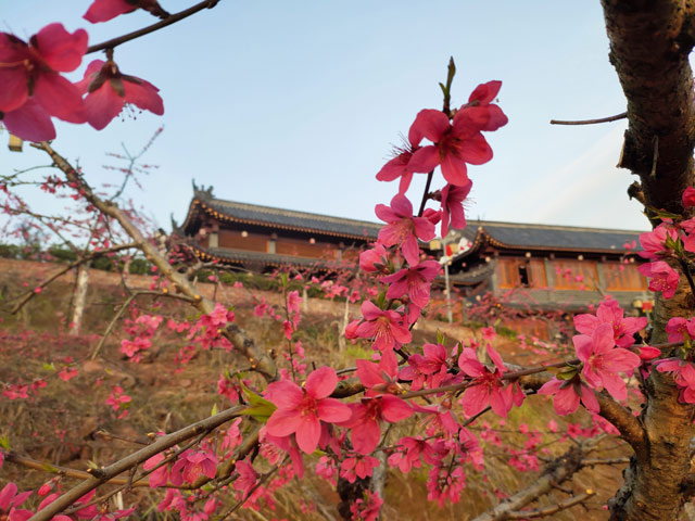 鹰嘴蜜桃花