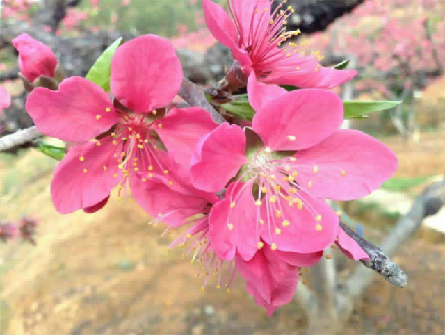 鹰嘴蜜桃花