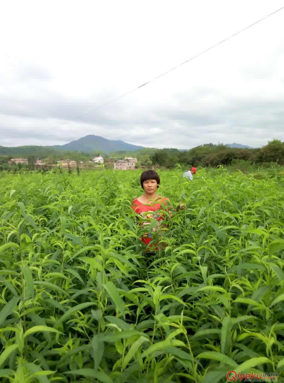 优质的河源桃苗基地