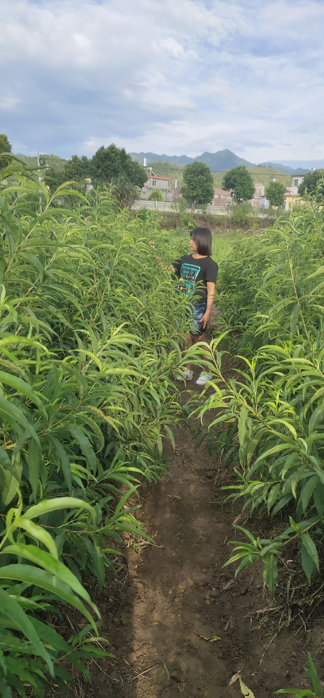 桃苗种植场