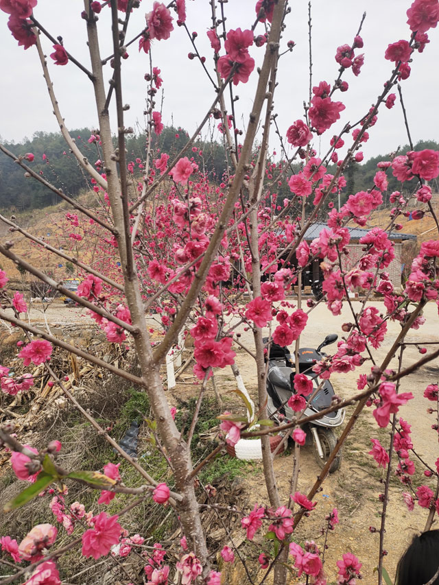 鹰嘴蜜桃的桃树品种