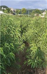 桃树苗种植管理技术
