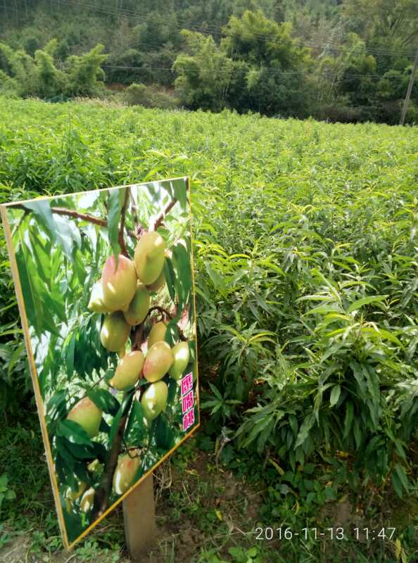 桃子种植方法，如何种桃，桃子才能甜？