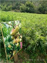 桃子种植方法，如何种桃，桃子才能甜？