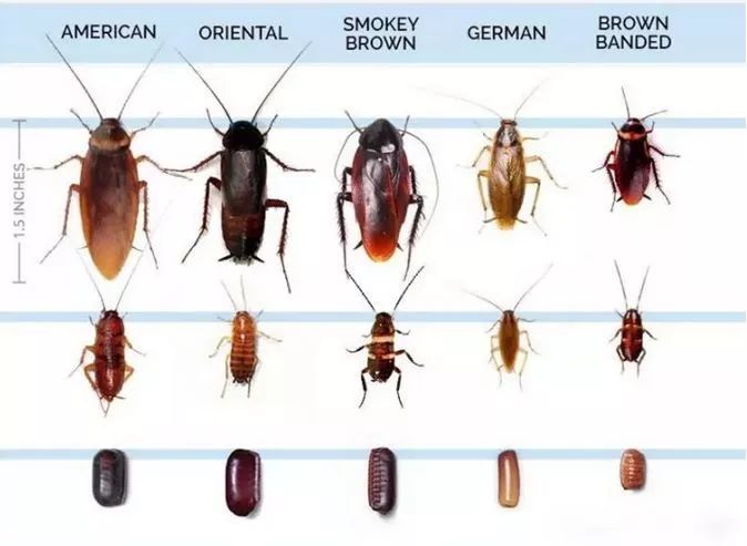 除四害白蚁防治公司在家里发现蟑螂怎么办
