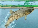脆肉鯇是什么魚？脆肉鯇口感為什么是脆的