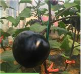 青州黑茄子苗育苗廠 代育嫁接茄子種苗