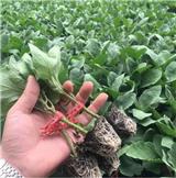 壽光嫁接茄子苗哪有 出售黑寶圓茄苗基地