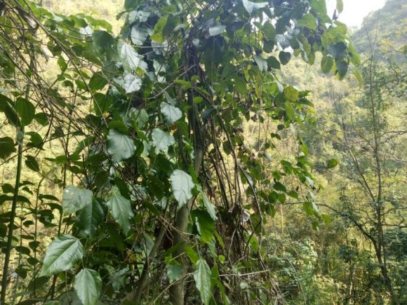 供应广西赤苍藤苗生产基地  姑娘菜苗价格