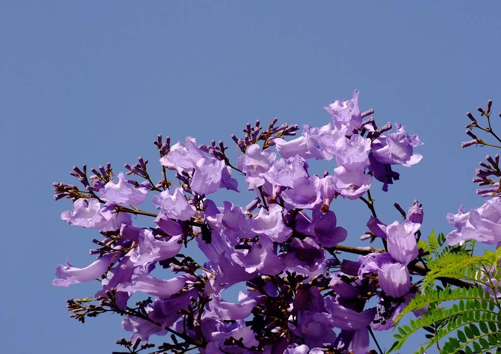 供應藍花楹苗和藍花楹和廣西三角梅基地原始圖片2
