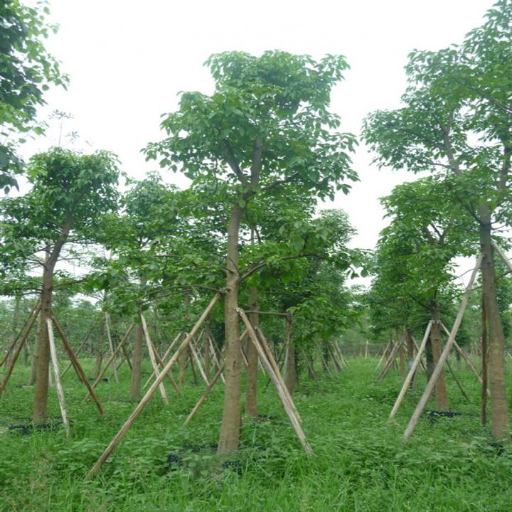 供应玉林秋枫和秋枫树简介 北流秋枫苗种植场