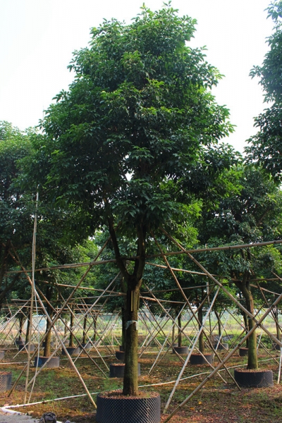 供应玉林秋枫和秋枫树简介 北流秋枫苗种植场