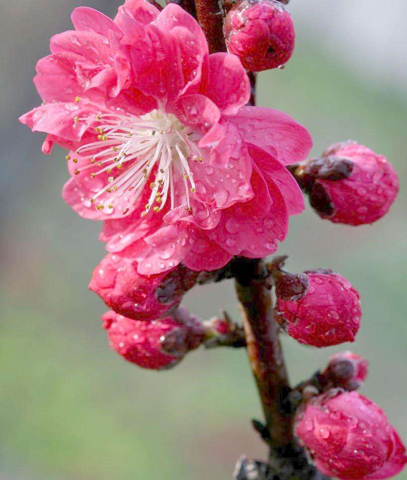  供应桃花树和玉林桃花苗和茶花树苗简讯