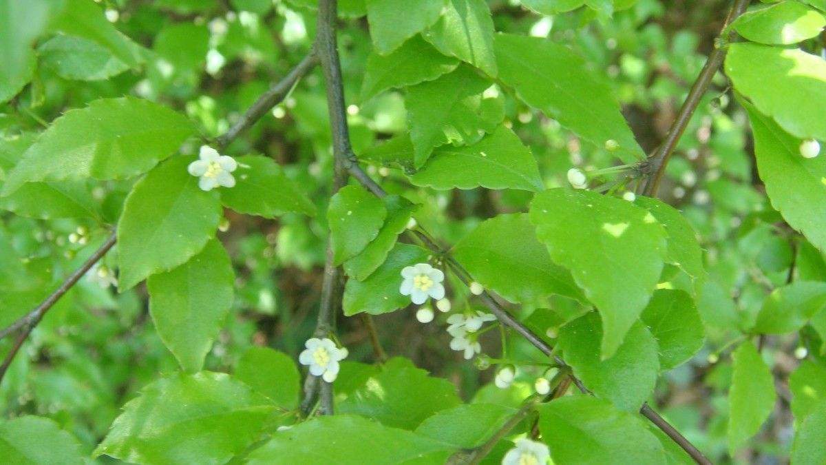 供應(yīng)崗梅苗和廣西佛手苗黃枝子苗簡(jiǎn)介
