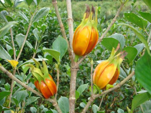 供應(yīng)崗梅苗和廣西佛手苗黃枝子苗簡(jiǎn)介