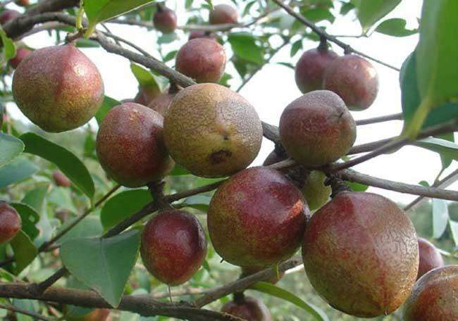 供应玉林牌油茶苗和软枝油茶苗大果红花油茶种苗基地