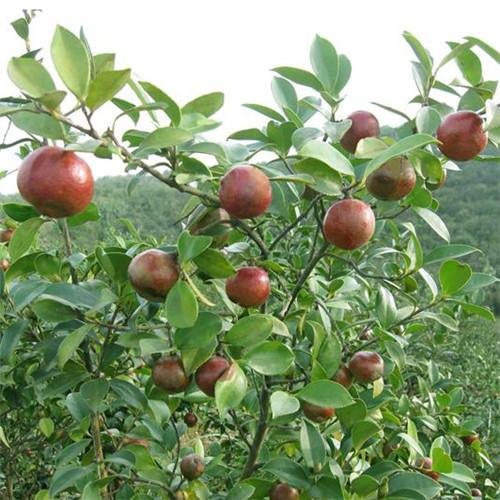 供应玉林牌油茶苗和软枝油茶苗大果红花油茶种苗基地