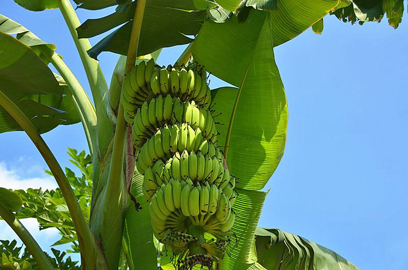 供應玉林香蕉苗芭蕉苗基地 南寧西貢蕉苗和粉蕉苗廠家原始圖片3