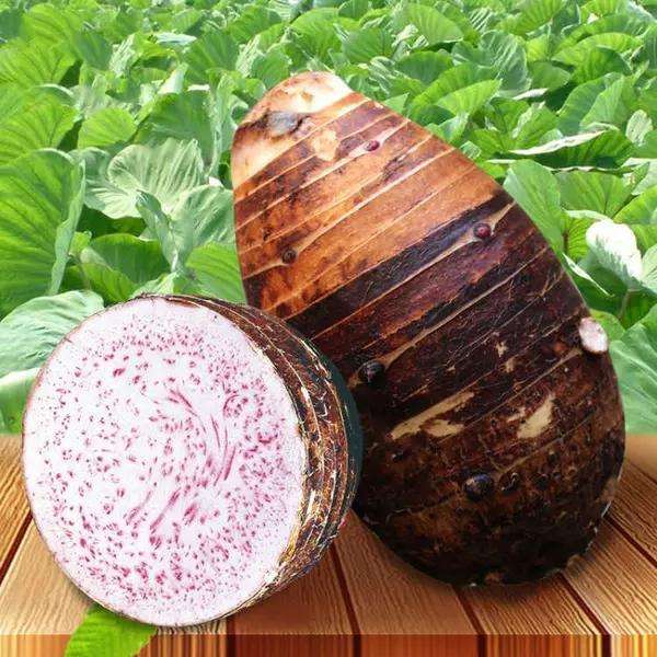 供應荔浦芋和大蒜種和檳榔芋和玉林香芋價格表 