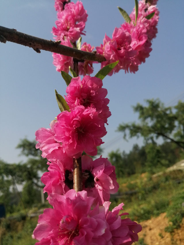 鷹嘴蜜桃花觀賞