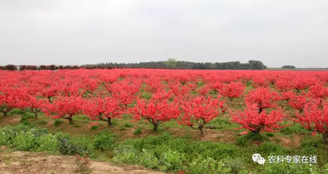 河源鷹嘴蜜桃花觀賞