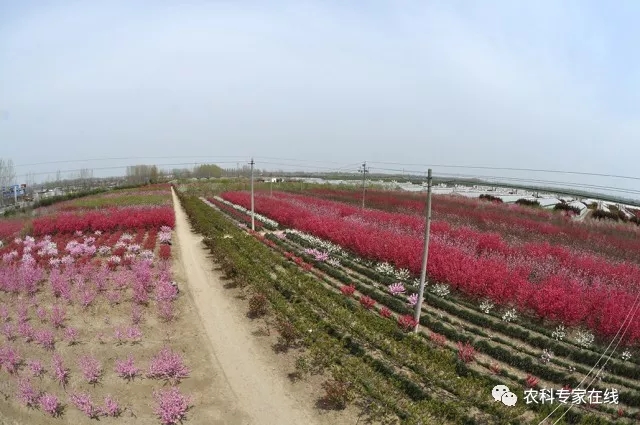 廣東鷹嘴蜜桃花觀賞