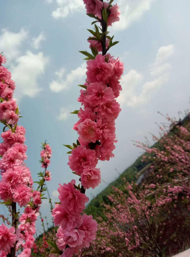 廣東鷹嘴蜜桃花觀賞