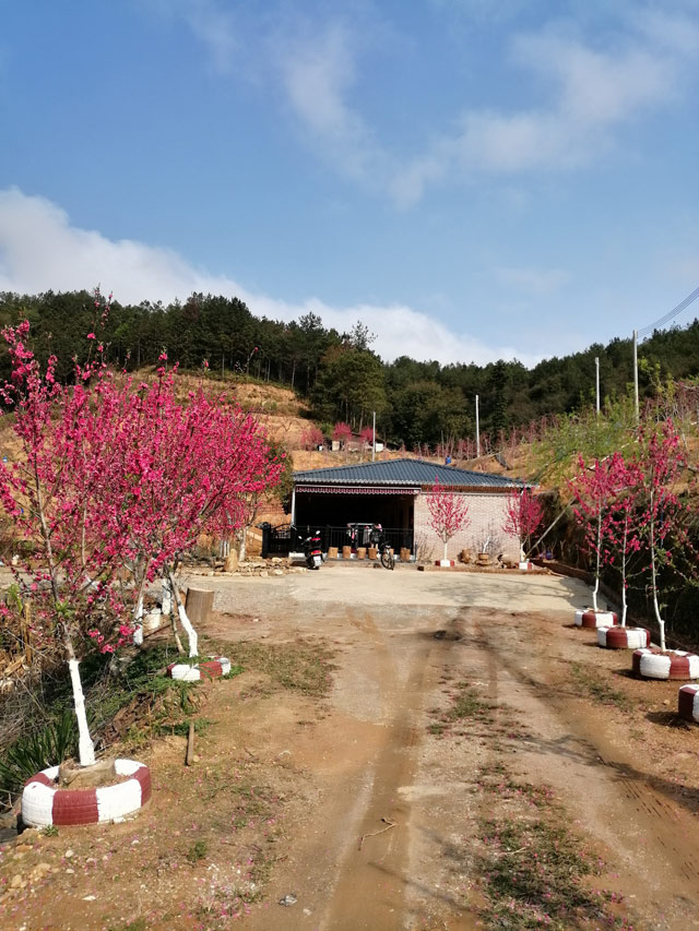 鷹嘴蜜桃花