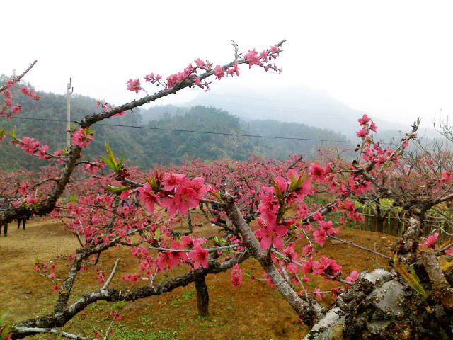 鷹嘴蜜桃花