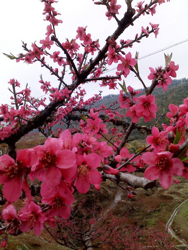 鷹嘴蜜桃花