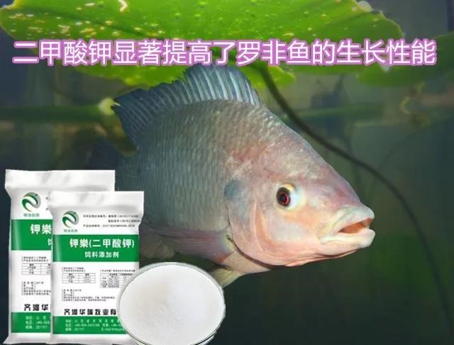 廠家全國直銷鉀樂二甲酸鉀酸化劑羅非魚促生長提高飼料轉(zhuǎn)化率