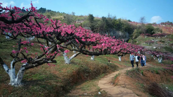 供應(yīng)2年生鷹嘴桃苗 地徑3-4公分 連平禧德福苗圃 提供種植管理技術(shù)