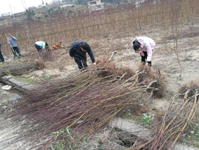 供應(yīng)2年生鷹嘴桃苗 地徑3-4公分 連平禧德福苗圃 提供種植管理技術(shù)