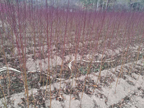 【鹰嘴桃苗种植管理,连平县禧德福苗圃】大量供应1-2年生鹰嘴桃苗