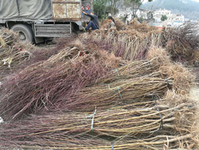 【鹰嘴桃苗种植管理,连平县禧德福苗圃】大量供应1-2年生鹰嘴桃苗