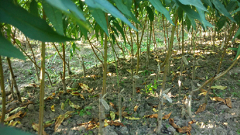 供應果樹苗 鷹嘴桃 三華李 蜂糖李 連平禧德福苗圃 提供種植管理技術