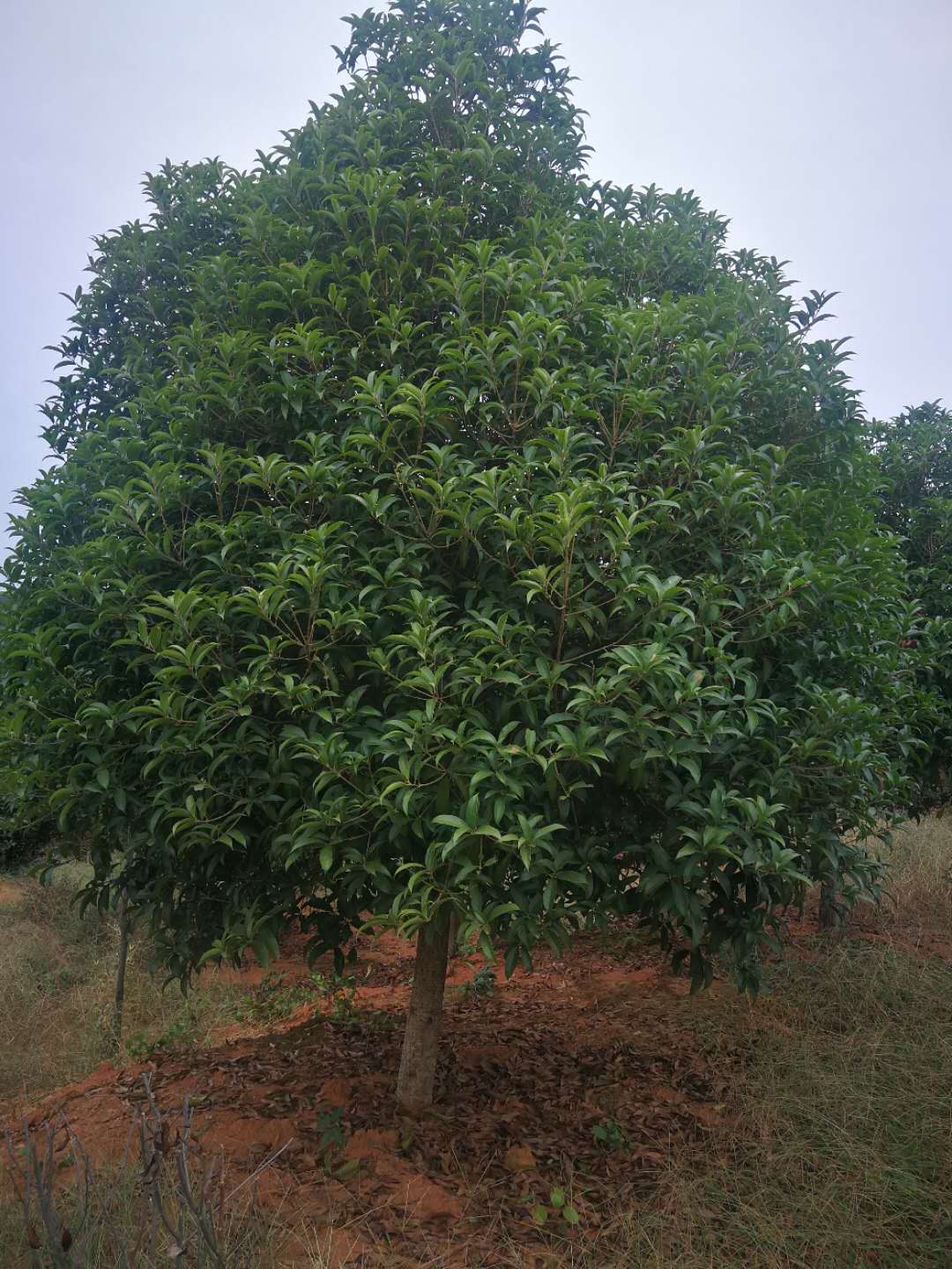 桂花苗圃桂花供应桂花报价桂花最新价格