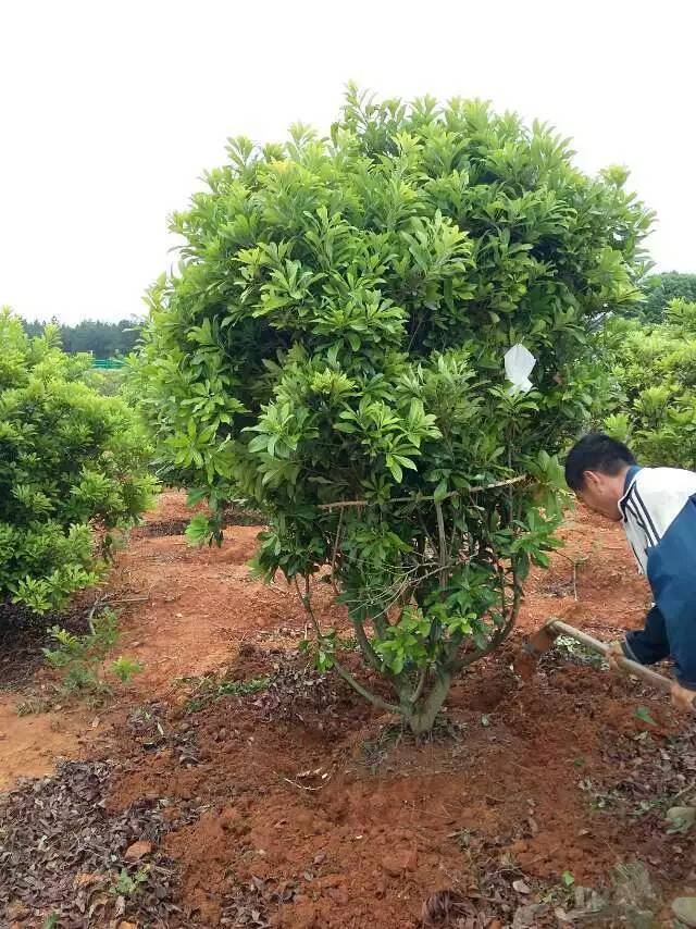 楊梅苗木基地楊梅苗圃楊梅報價