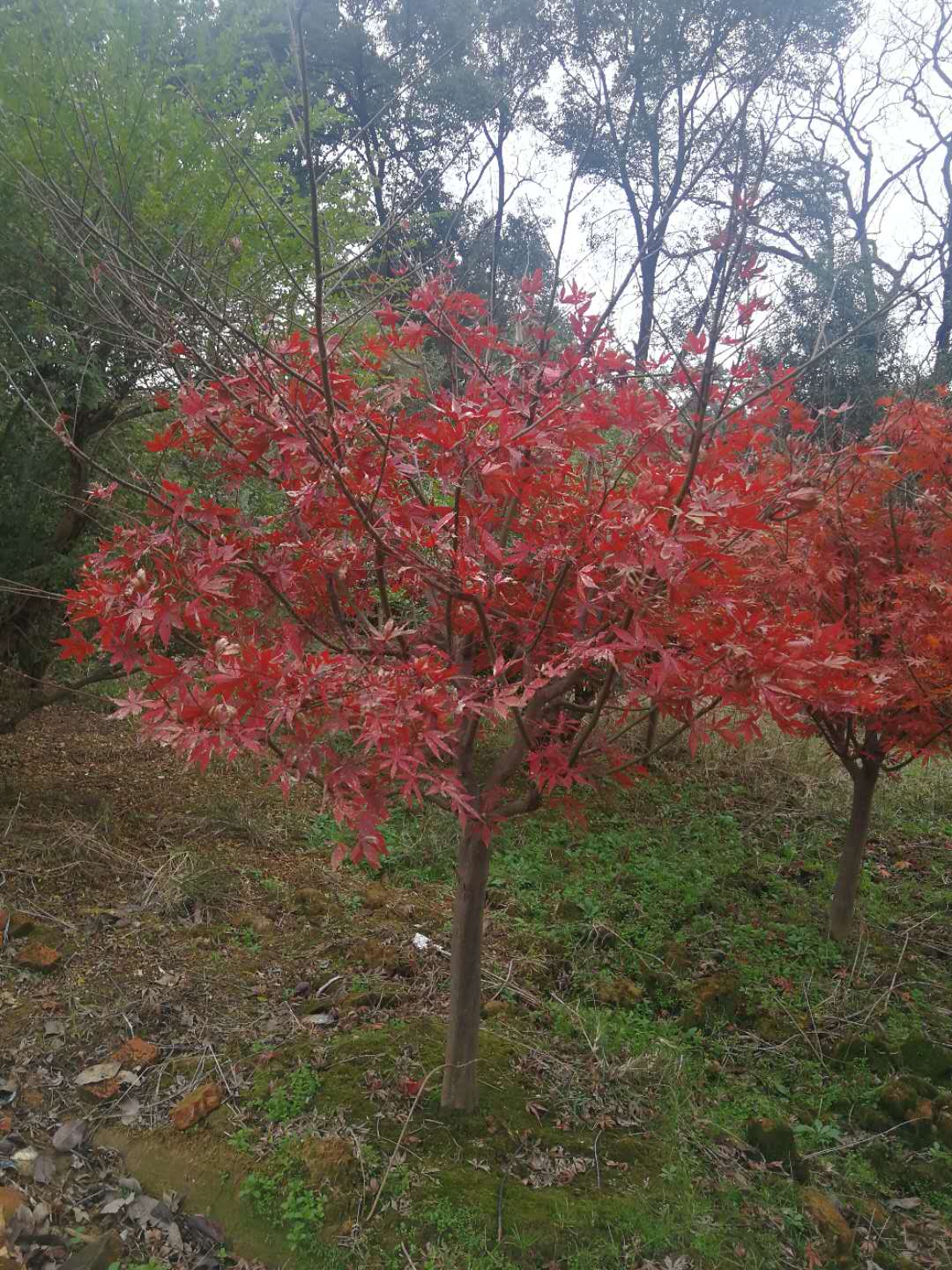 红枫苗木报价红枫价格红枫生产基地