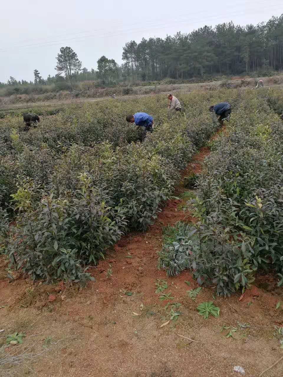 杜英苗木报价杜英价格杜英生产基地