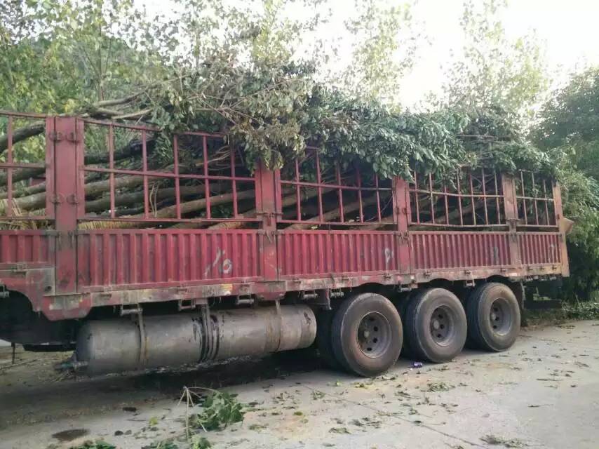 重阳木生产基地重阳木报价重阳木价格