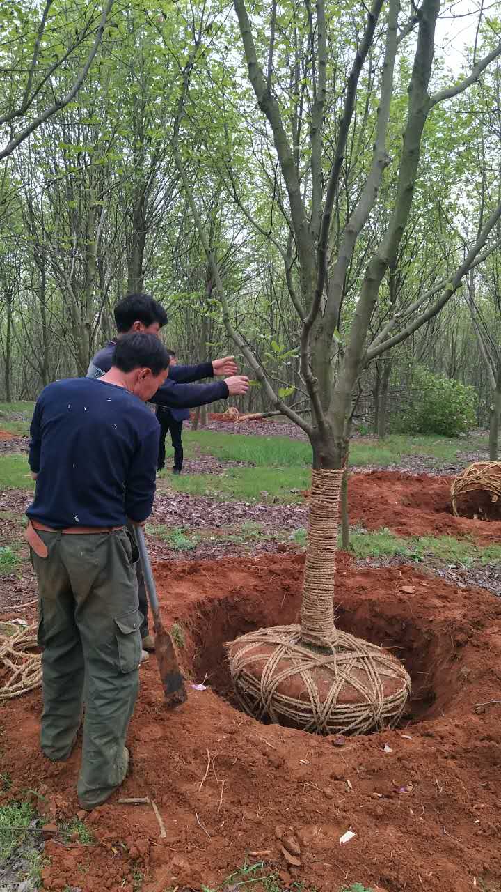 紫玉兰生产基地紫玉兰供应江西紫玉兰