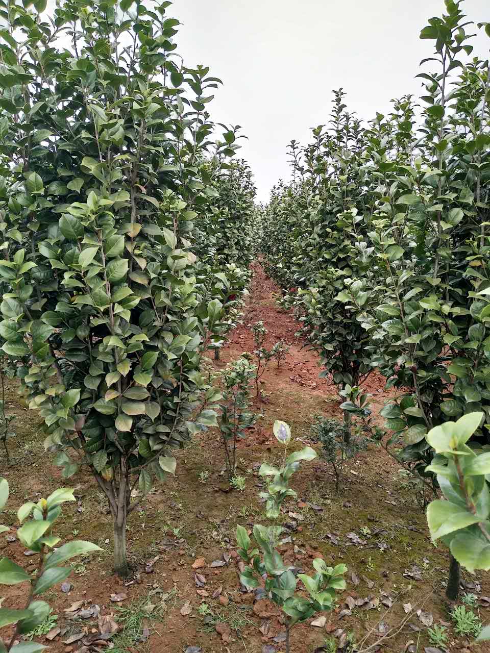 茶梅生产基地茶梅苗圃茶梅报价