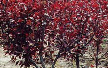 榆葉梅、大陽李，紅葉李，紫葉李、紫葉矮櫻